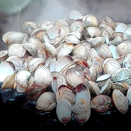 Plancha vitrocerámica