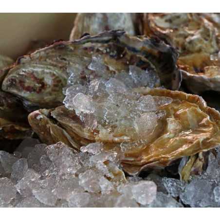 Máquina de hielo CD55